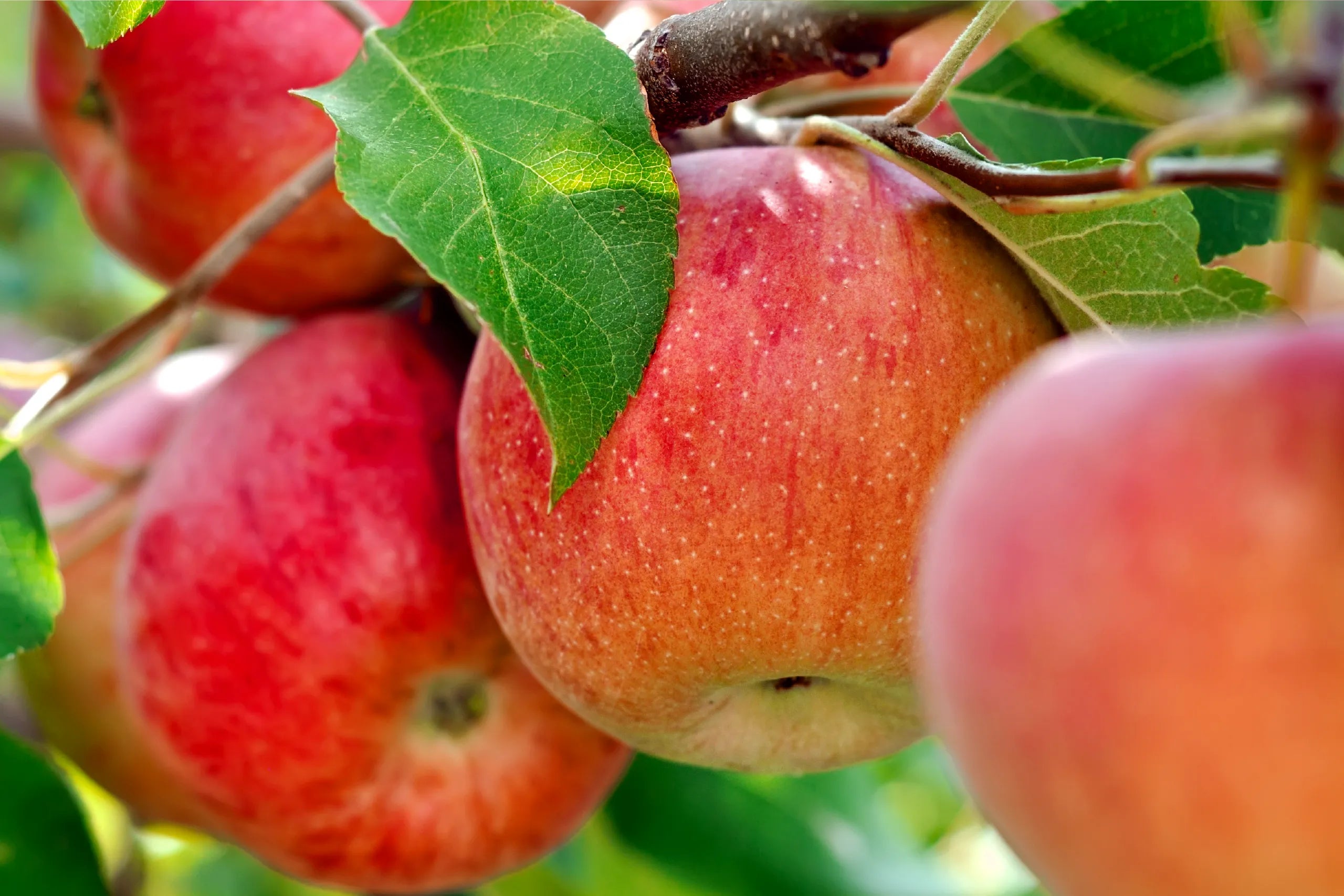 Apple Oud