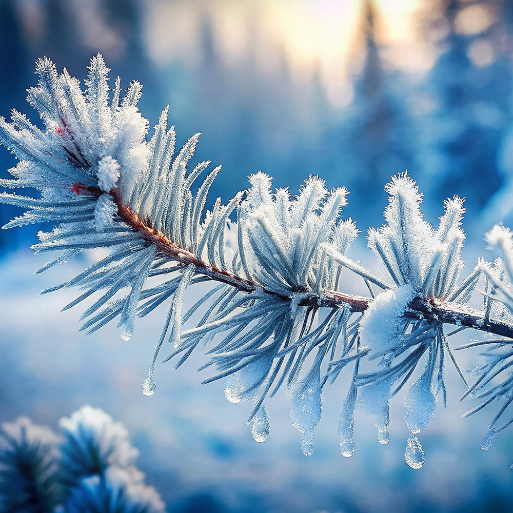 Crystal Pine