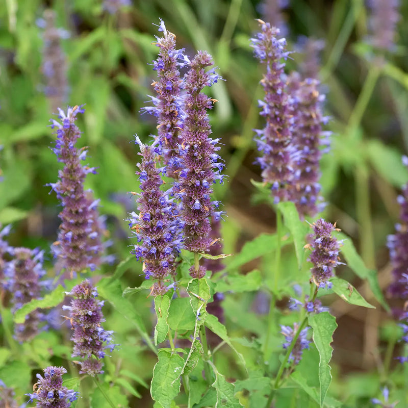 Purple and blue flower spikes with green leaves growing in a natural outdoor setting.