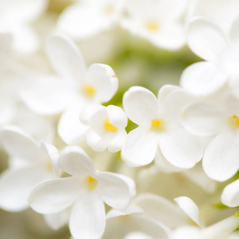 A close-up, soft-focus photograph of white flowers with small yellow centers, creating a bright and airy spring-like scene.